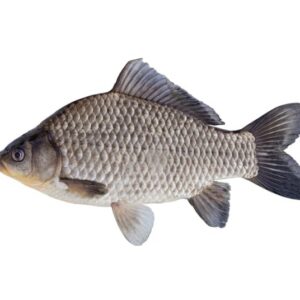 Fresh Whole Caras Fish | Crucian Carp 1kg
